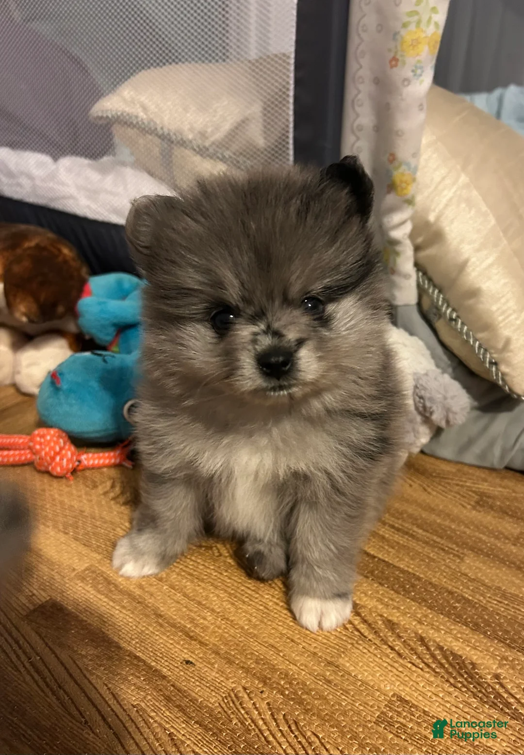 Pomeranian dogs for sale: Pomeranian 1 - Ad 2