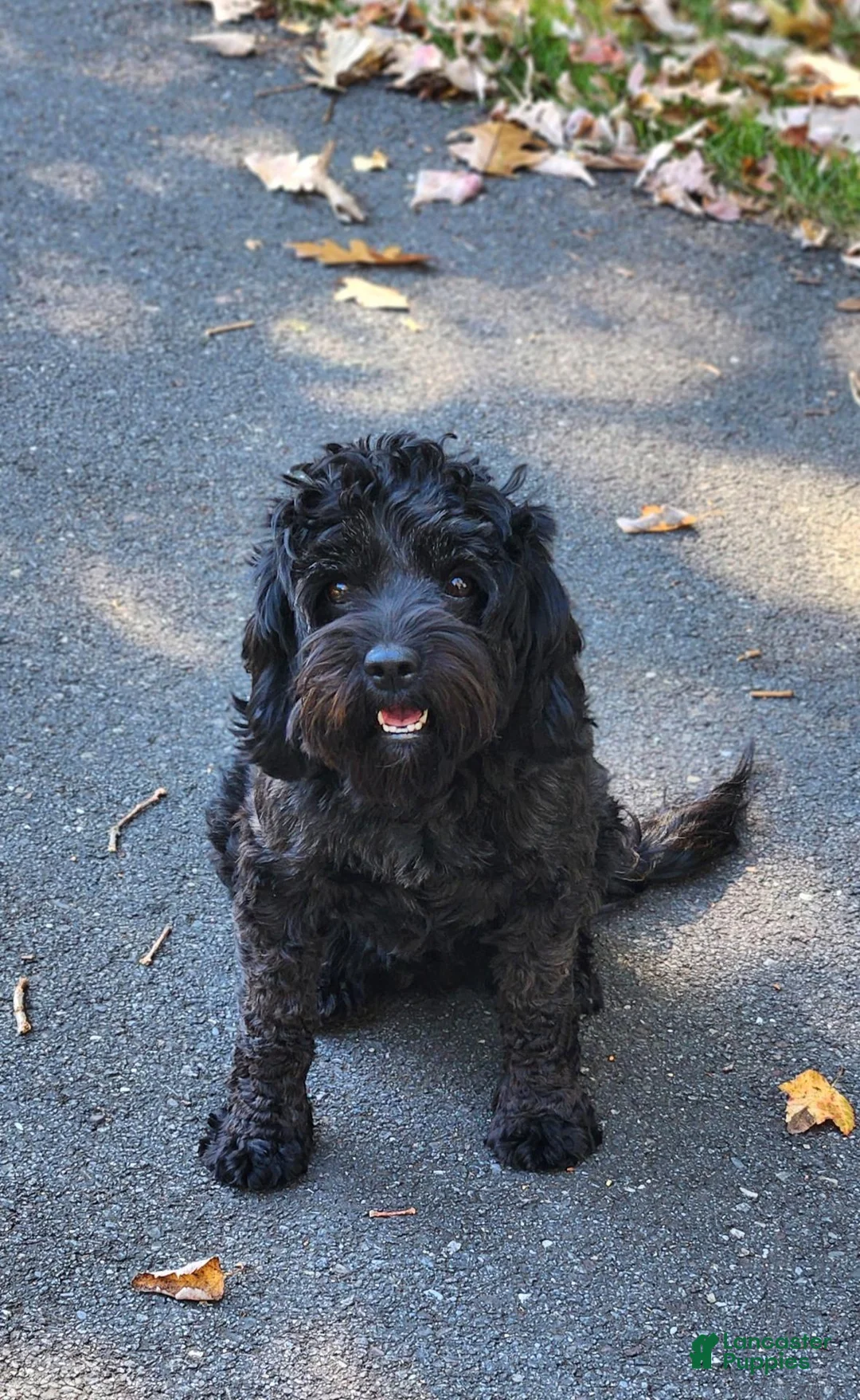 Cavapoo dogs for sale: Bailey - Ad 4