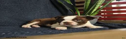 Boston Terrier dogs for sale: Fable - Ad 4