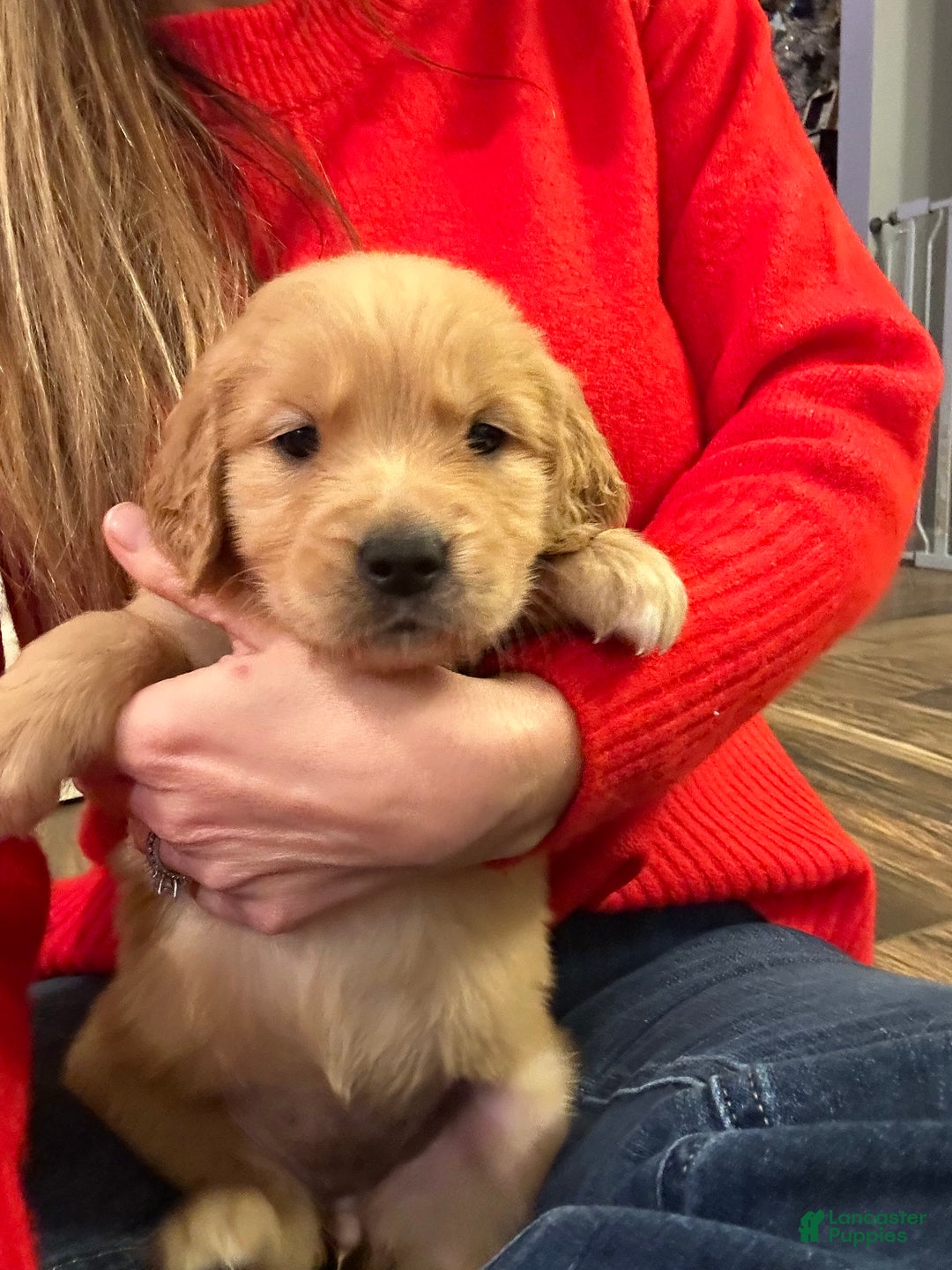 Golden Retriever dogs for sale: Golden Retriever litter of 8 puppies - Ad 2