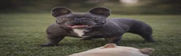French Bulldog dogs for sale: French Bulldog Puppy 2 - Ad 4