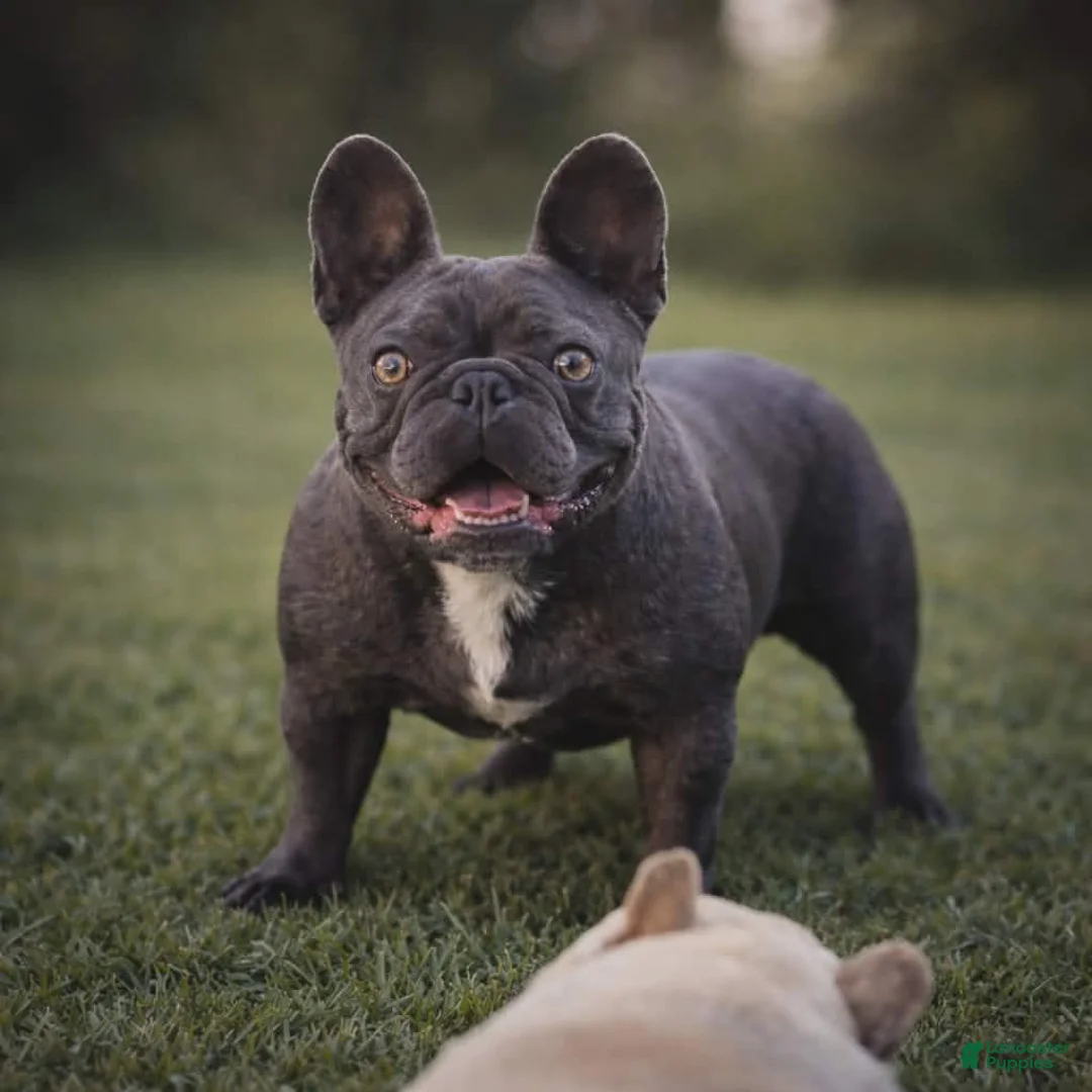 French Bulldog dogs for sale: French Bulldog Puppy 3 - Ad 4