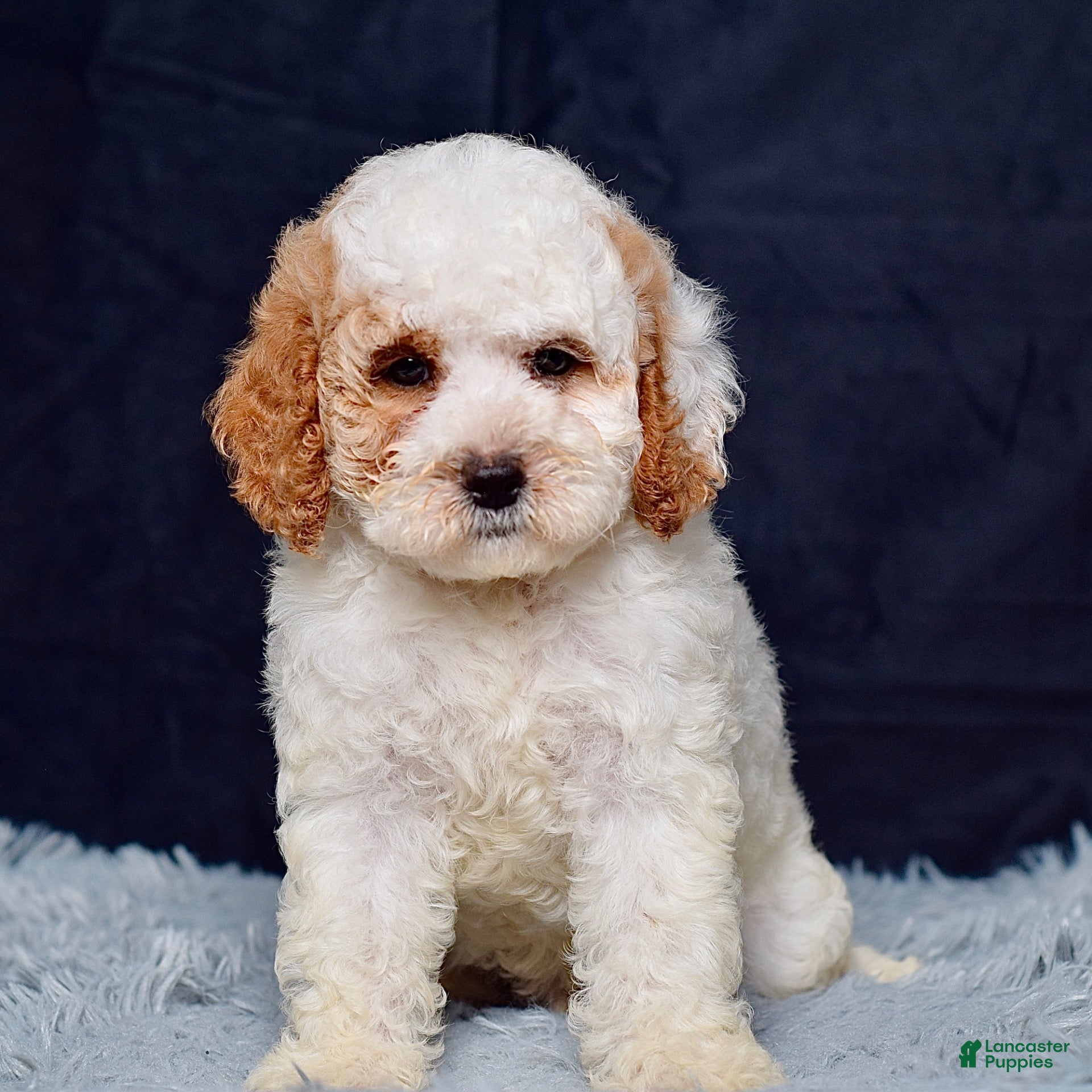 Mini Goldendoodle dogs Mr. Silas - Ad 2