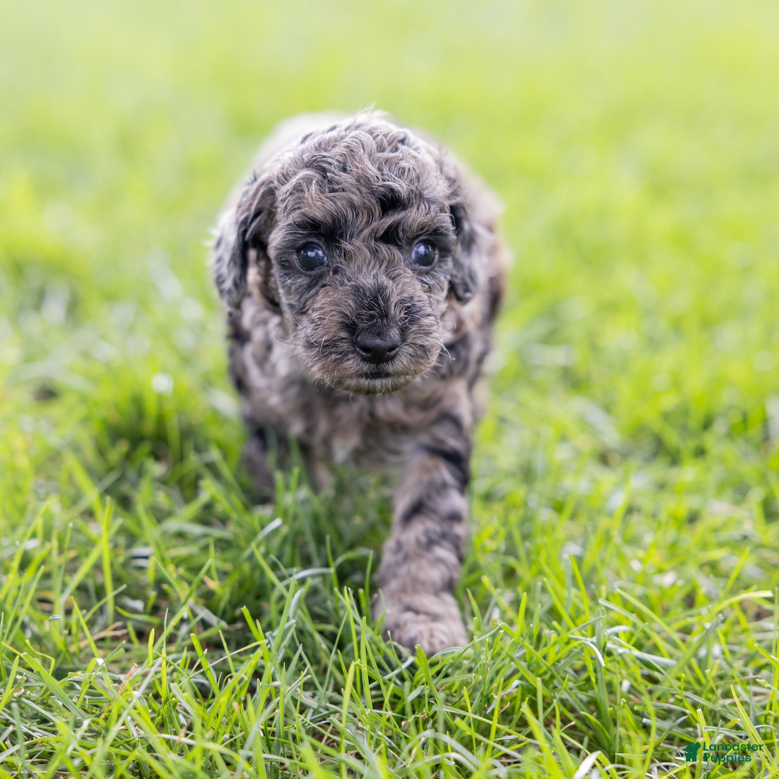 Toy Poodle dogs Willow  - Ad 1