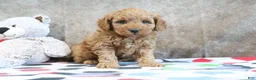 Mini Goldendoodle dogs for sale: Zachary - Ad 3