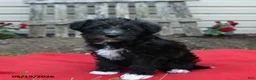 Schnoodle dogs for sale: Baxter - Ad 3