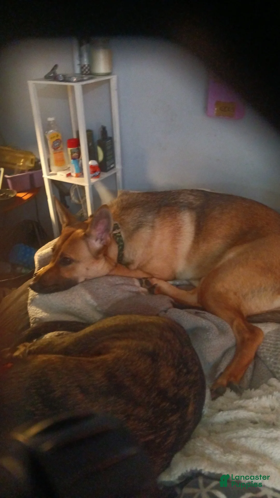 German Shepherd dogs for sale: German Shepherd Puppy 2 - Ad 1