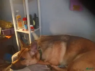 German Shepherd dogs German Shepherd Puppy 2 - Ad 23