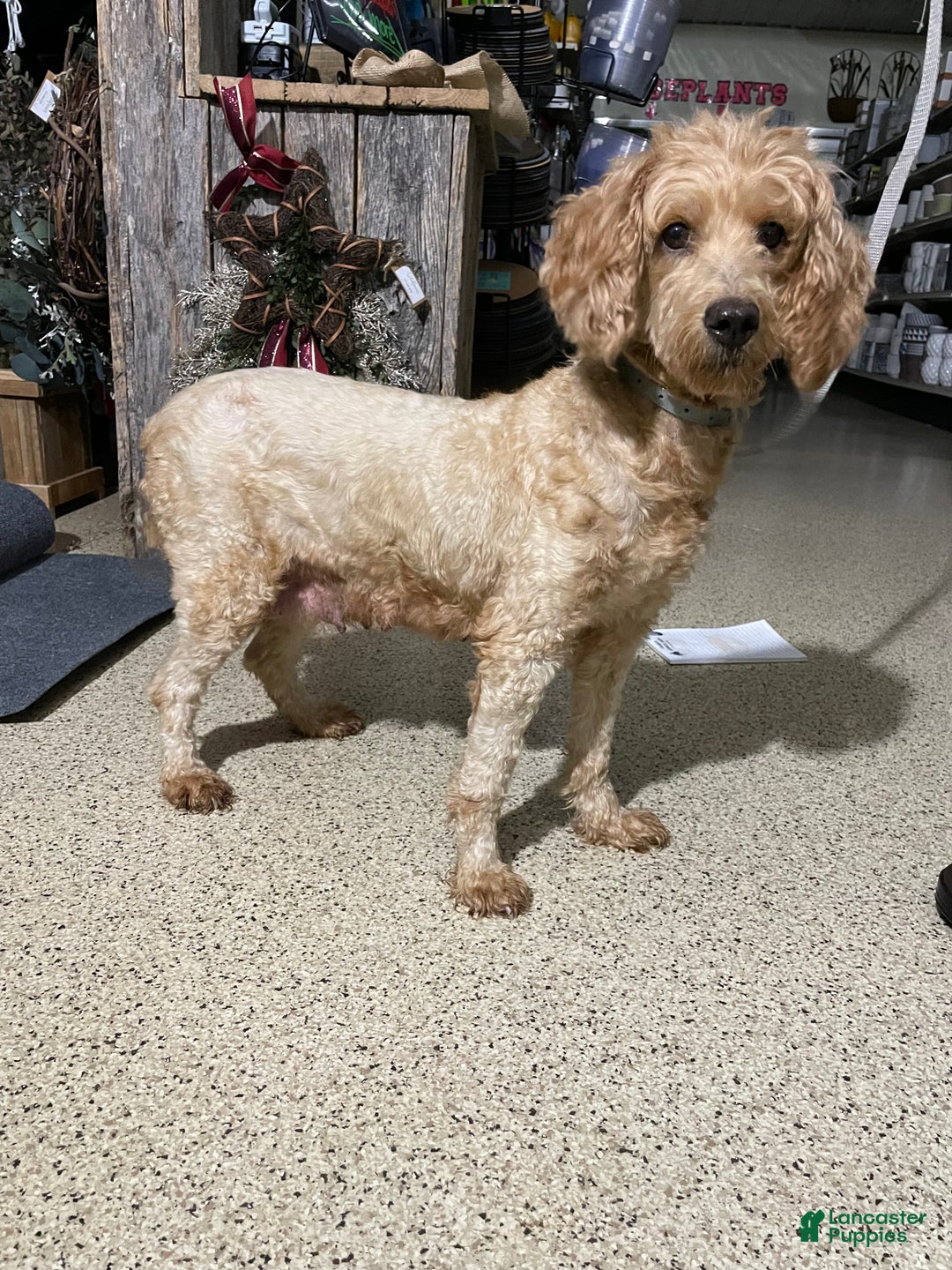 Mini Goldendoodle dogs for sale: Luna - Ad 4