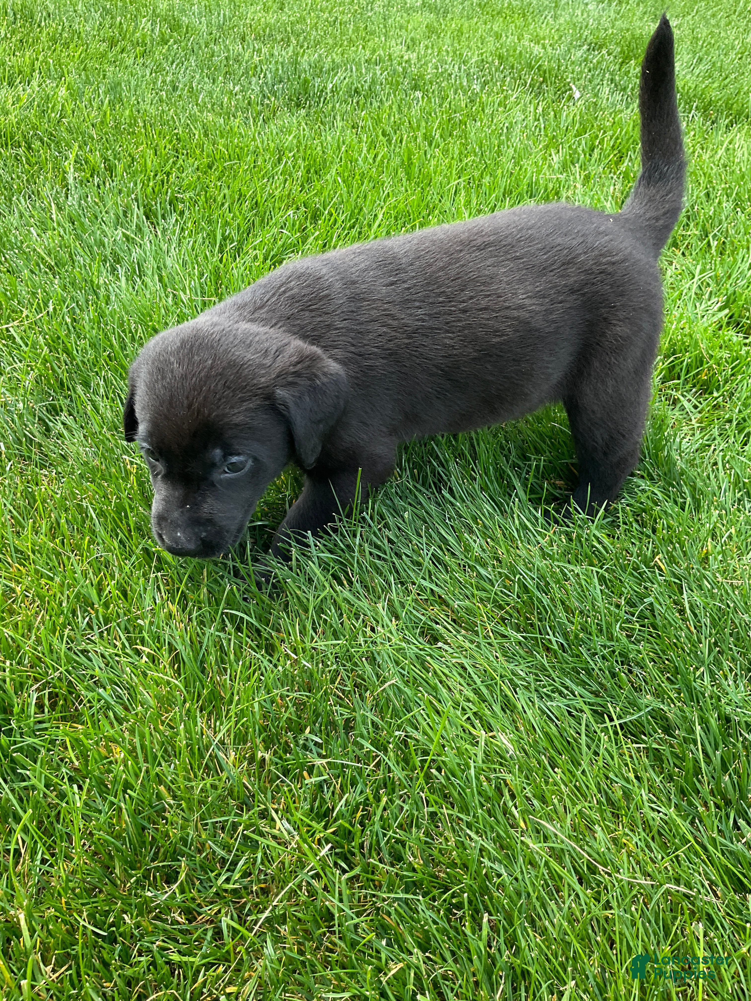 Labrador Retriever dogs for sale: Mavin - Ad 4