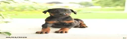 Doberman Pinscher dogs for sale: Anders - Ad 4