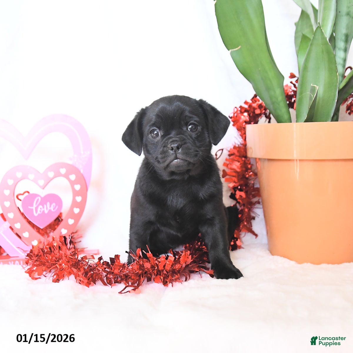 Mixed Breed dogs  Black Beauty  - Ad 2