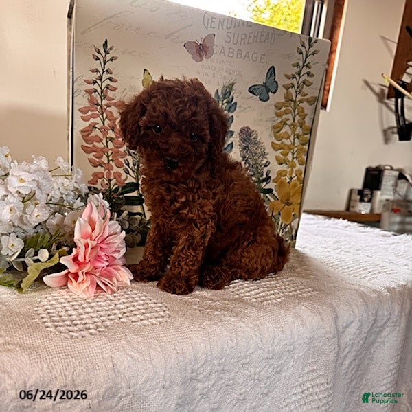 Miniature Poodle dogs Duke - Ad 2