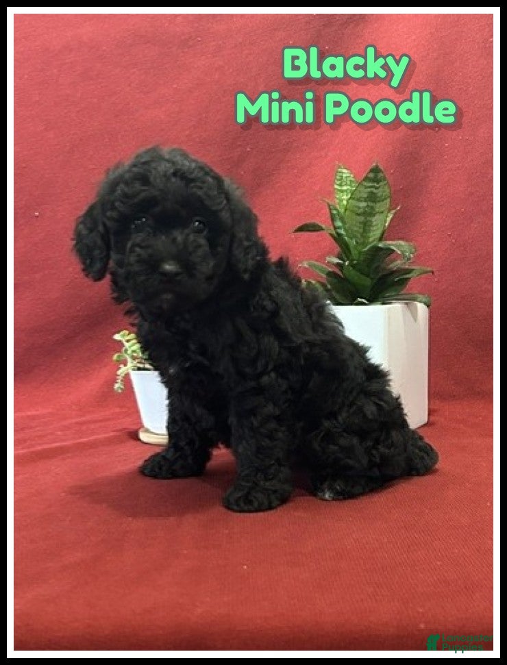 Miniature Poodle dogs Blacky - Ad 1