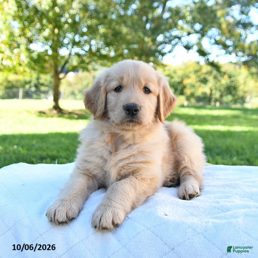 Golden Retriever dogs Apollo - Ad 1