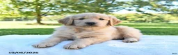 Golden Retriever dogs for sale: Apollo - Ad 1