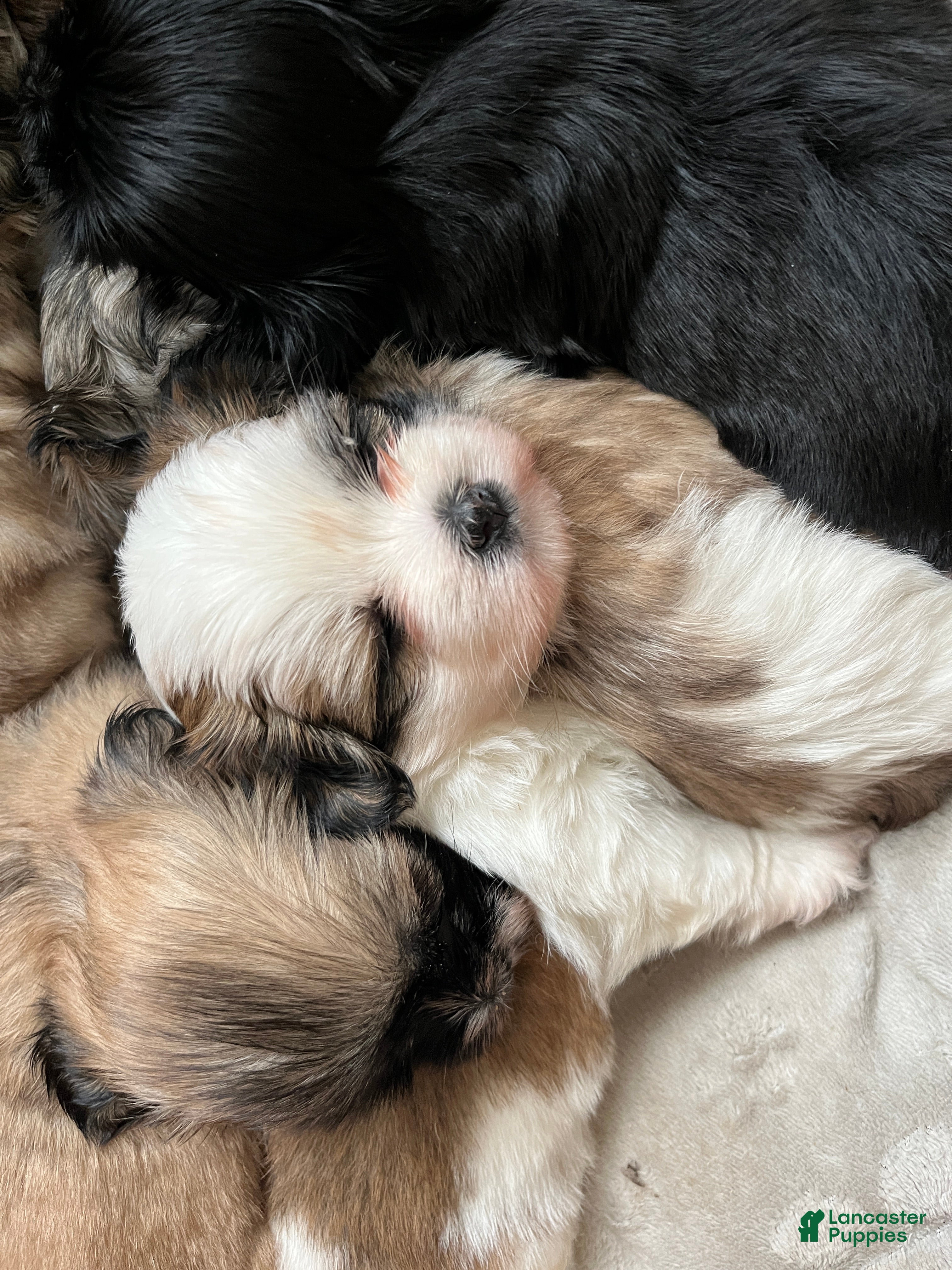 Shih Tzu dogs Bella - Ad 25