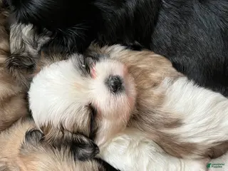 Shih Tzu dogs Bella - Ad 25