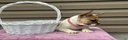 French Bulldog dogs for sale: Sweet Pea - Ad 4