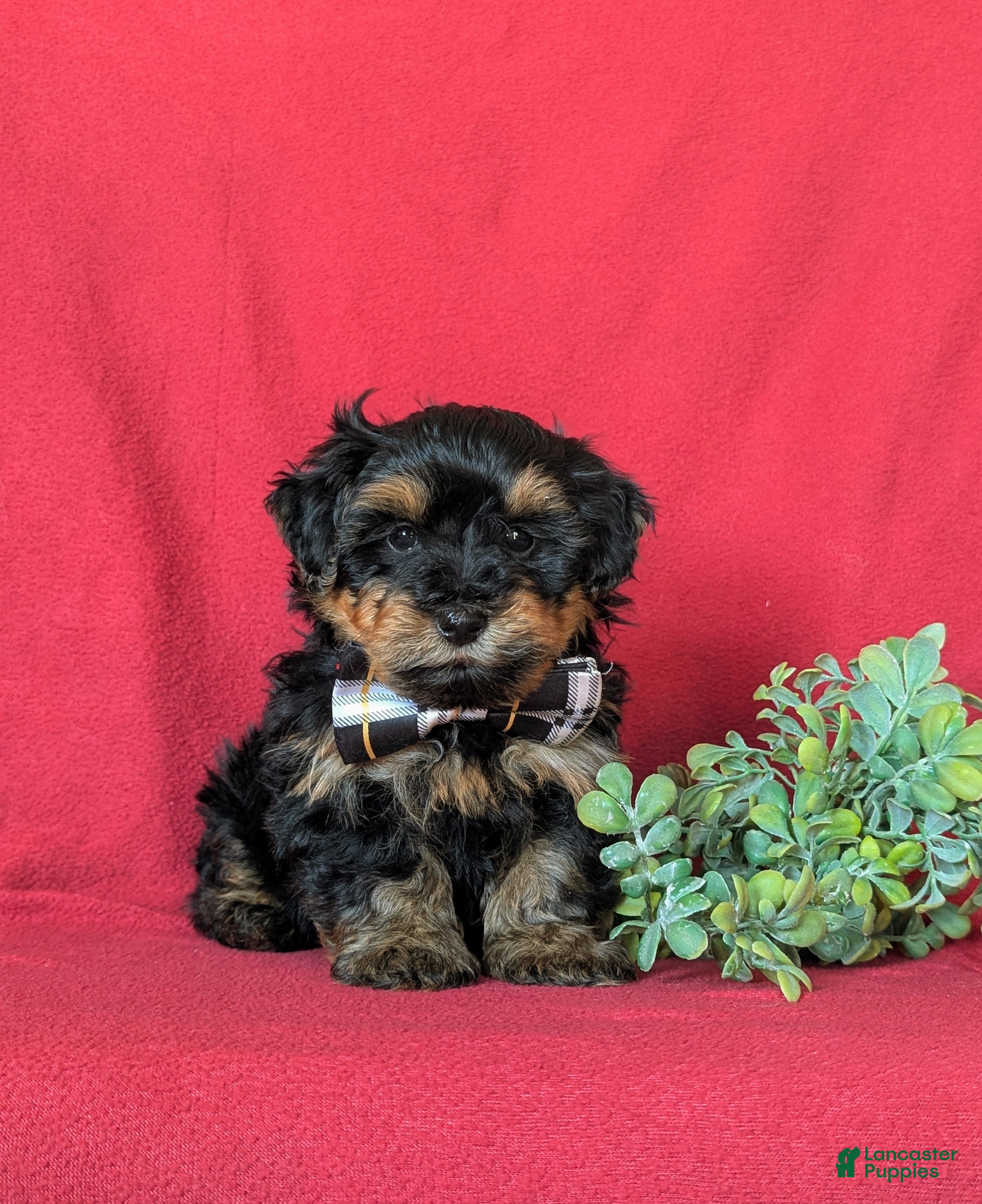 Yorkiepoo dogs Napoleon Hypoallergenic 7 lbs Full Grown - Ad 1