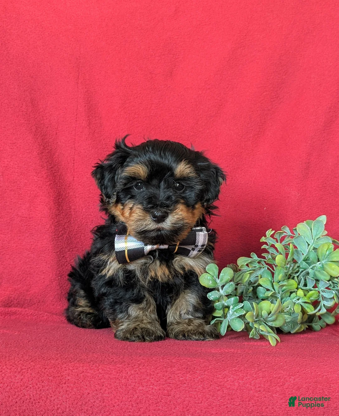 Yorkiepoo dogs for sale: Napoleon Hypoallergenic 7 lbs Full Grown - Ad 1