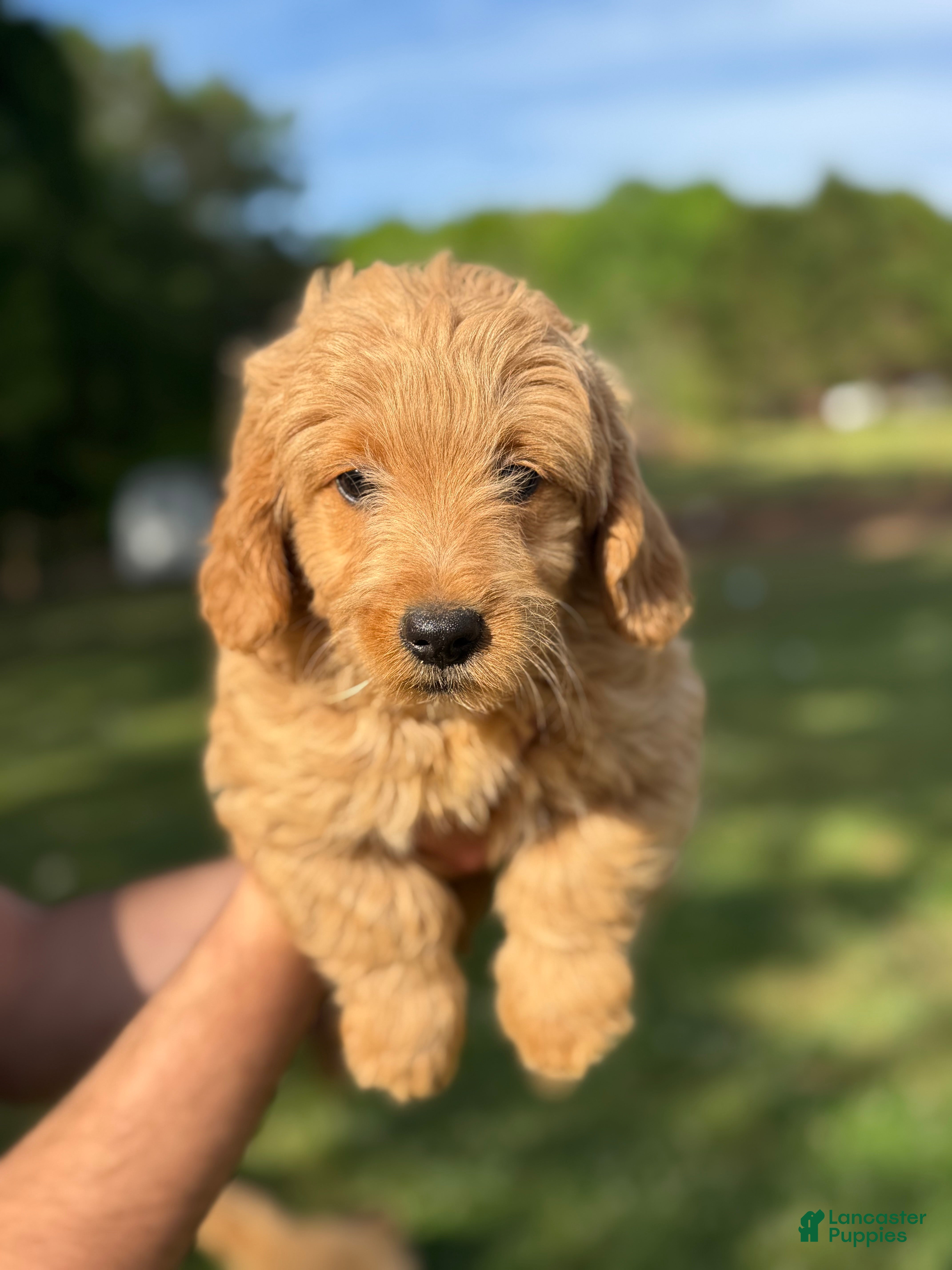 Mini Goldendoodle dogs Mini Goldendoodle Puppy 2 - Ad 6