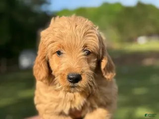 Mini Goldendoodle dogs Mini Goldendoodle Puppy 2 - Ad 6