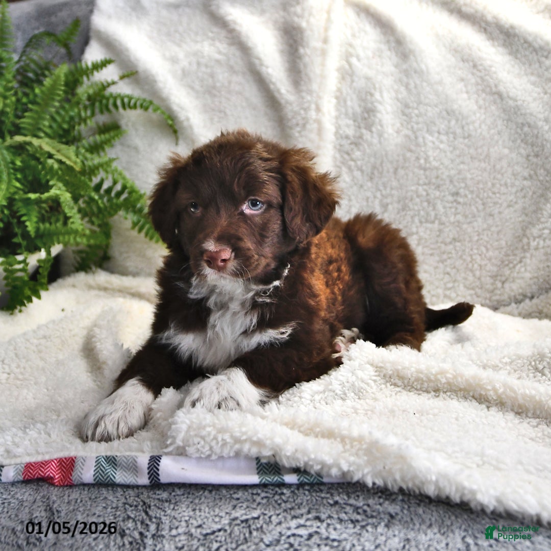 Portuguese Water Dog dogs for sale: Dusky - Ad 10