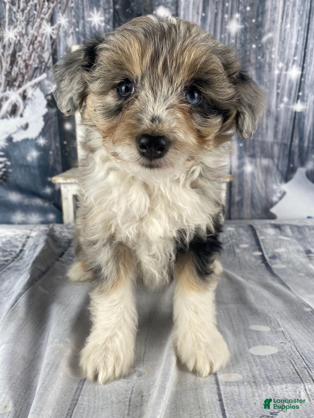 Aussiedoodle dogs for sale: Kora - Ad 4