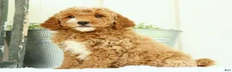 Mini Goldendoodle dogs for sale: Val - Ad 9