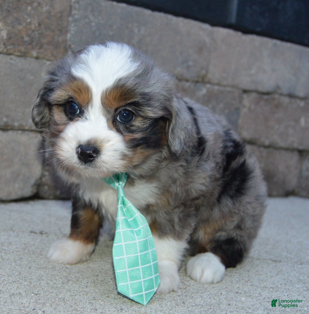Mini Aussiedoodle dogs for sale: Mini Asher - Ad 7