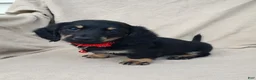 Miniature Dachshund dogs for sale: LENNY - Ad 4
