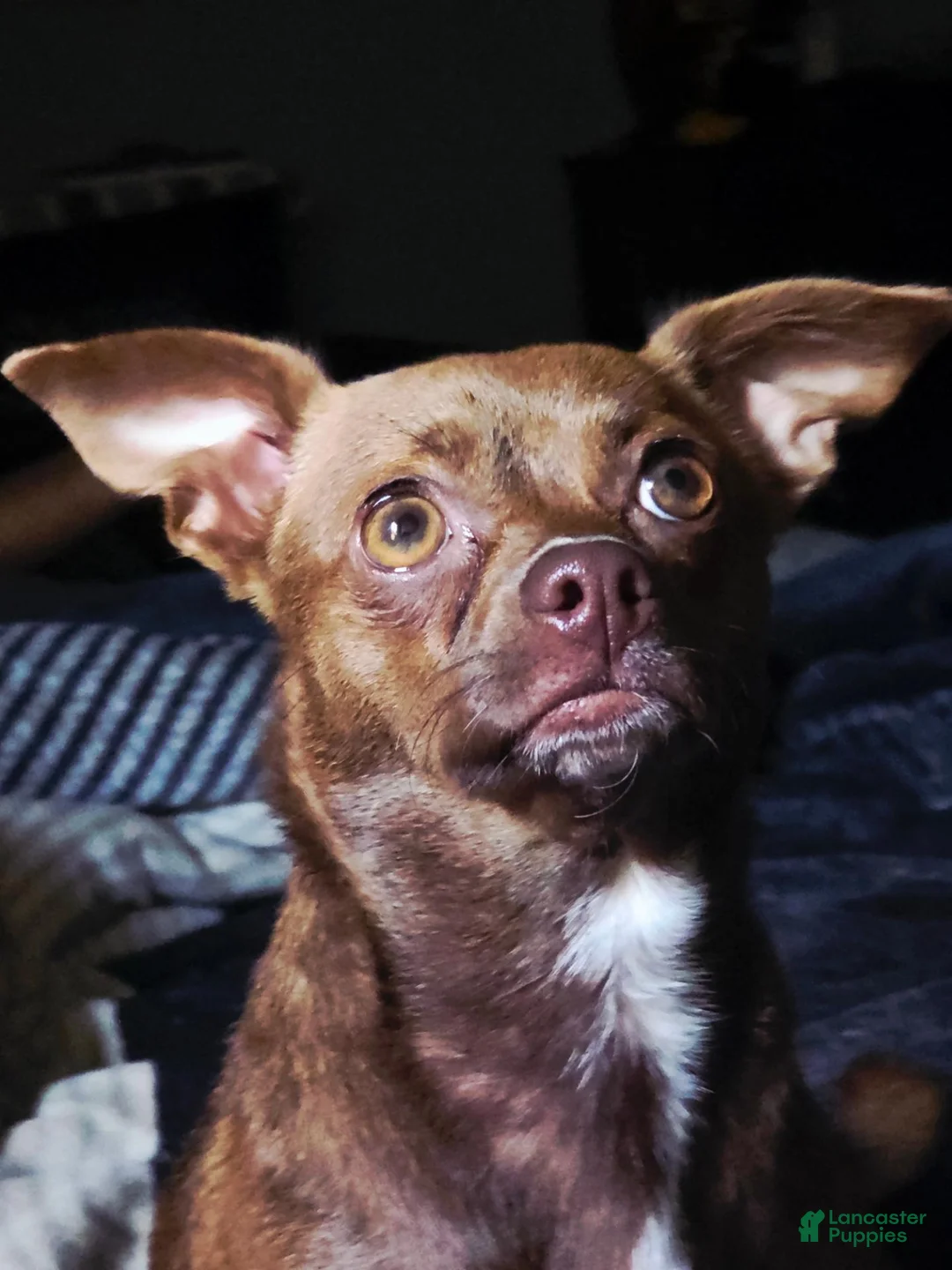 Chihuahua dogs for sale: Miracle  - Ad 2