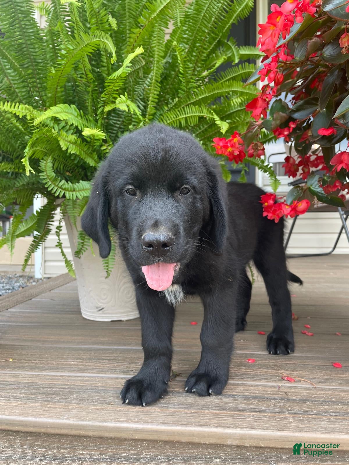 Mixed Breed dogs Midnight  - Ad 8