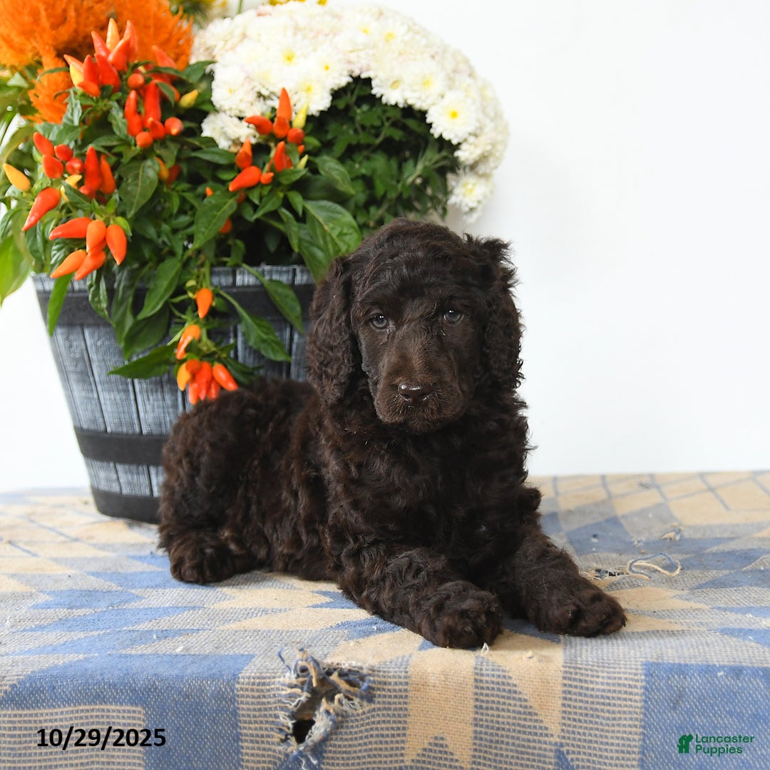 Standard Poodle dogs for sale: Muffin - Ad 2