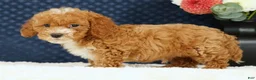 Bichpoo dogs for sale: Ethan - Ad 5