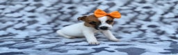 Jack Russell Terrier dogs for sale: Blakeleigh - Ad 8