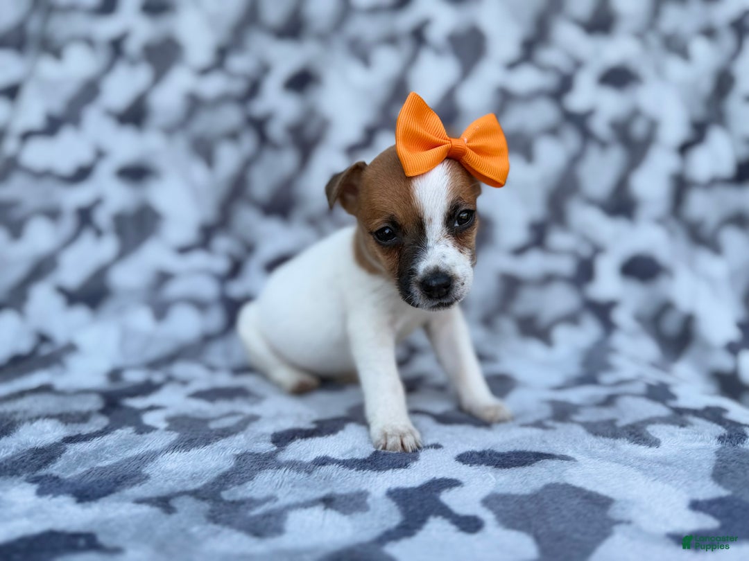 Jack Russell Terrier dogs for sale: Blakeleigh - Ad 8