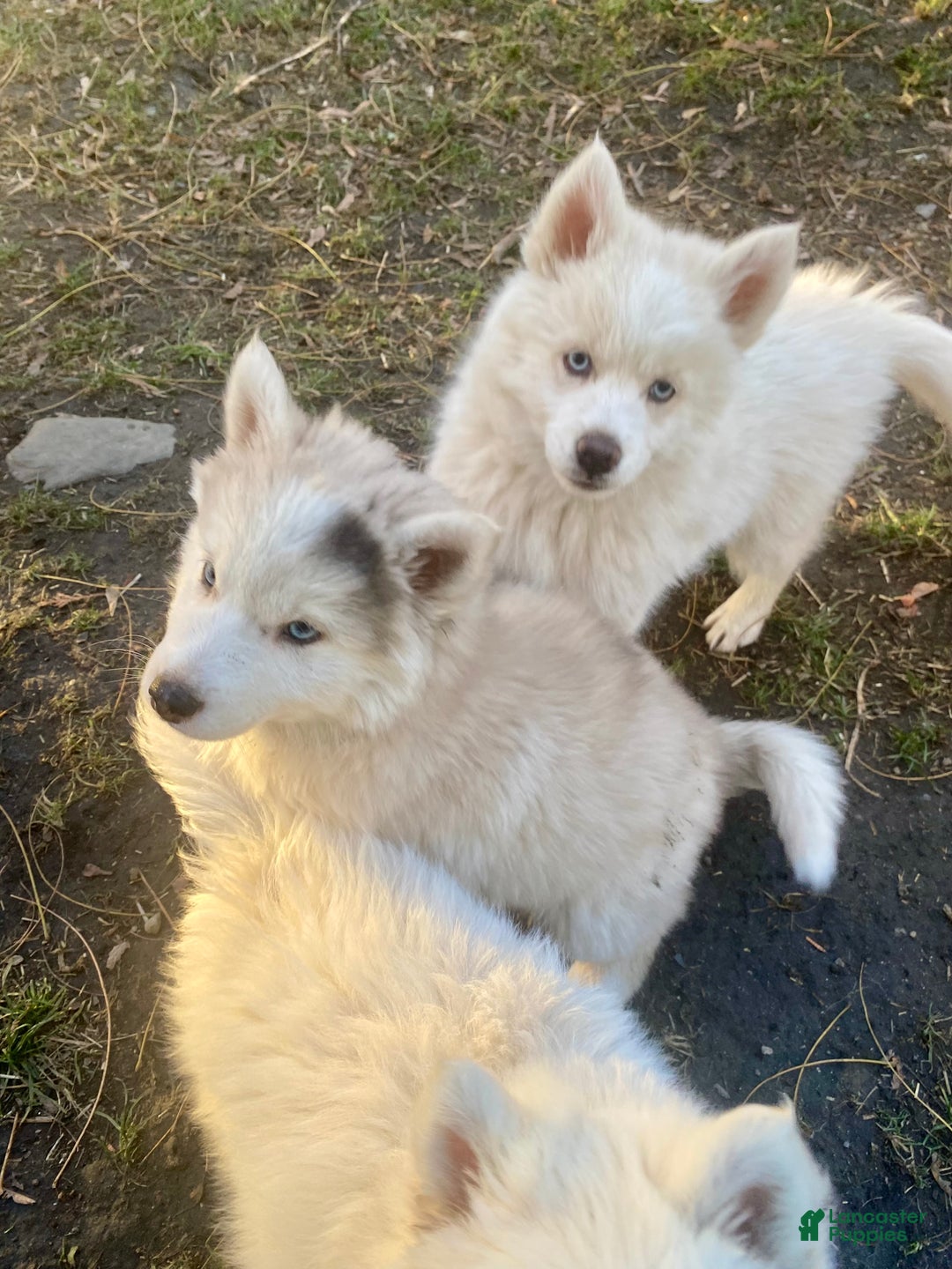 Pomsky dogs for sale: CJ “Caramel Jr” - Ad 8
