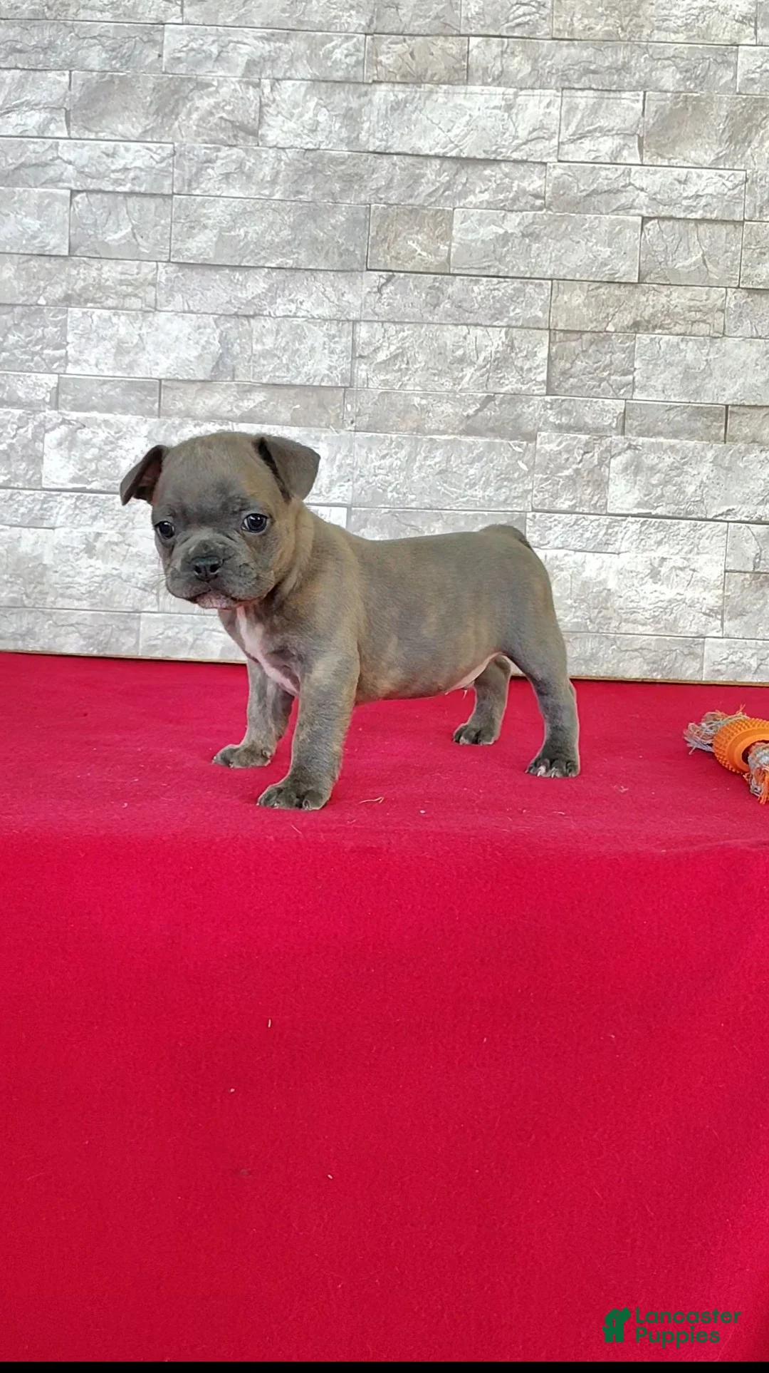 Frenchton dogs for sale: Brandon - Ad 1