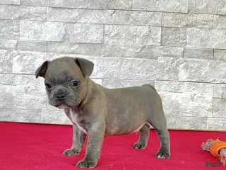 Frenchton dogs for sale: Brandon - Ad 3
