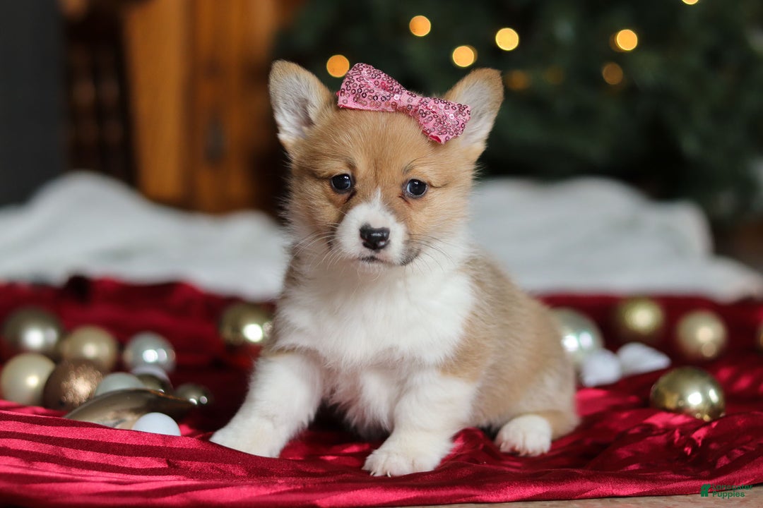 Welsh Corgi Pembroke dogs for sale: Twinkle - Ad 7