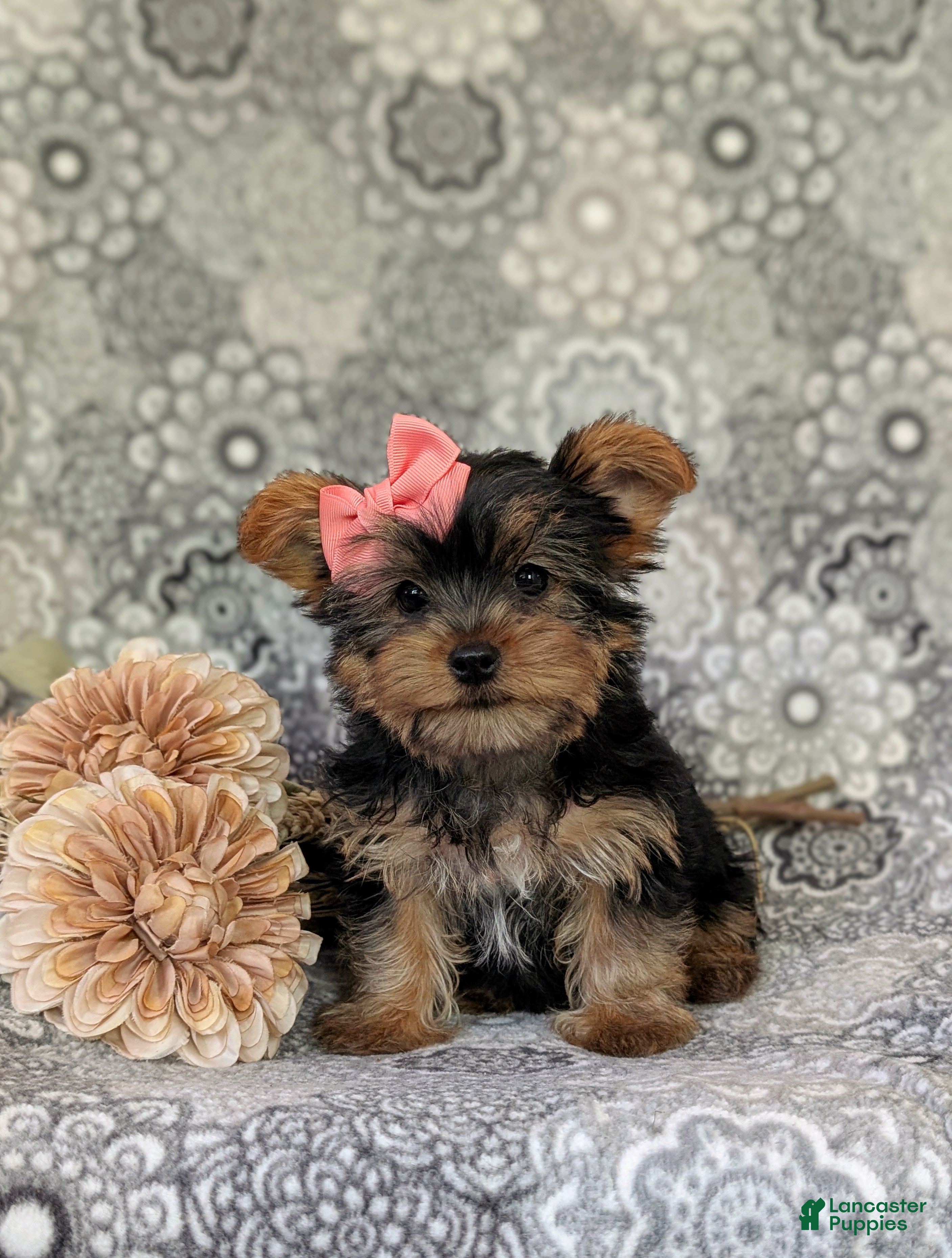Yorkshire Terrier dogs for sale: Lindie 7 lbs Full Grown - Ad 3