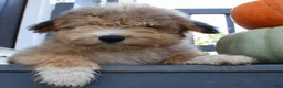 Mini Aussiedoodle dogs for sale: Drake - Ad 2