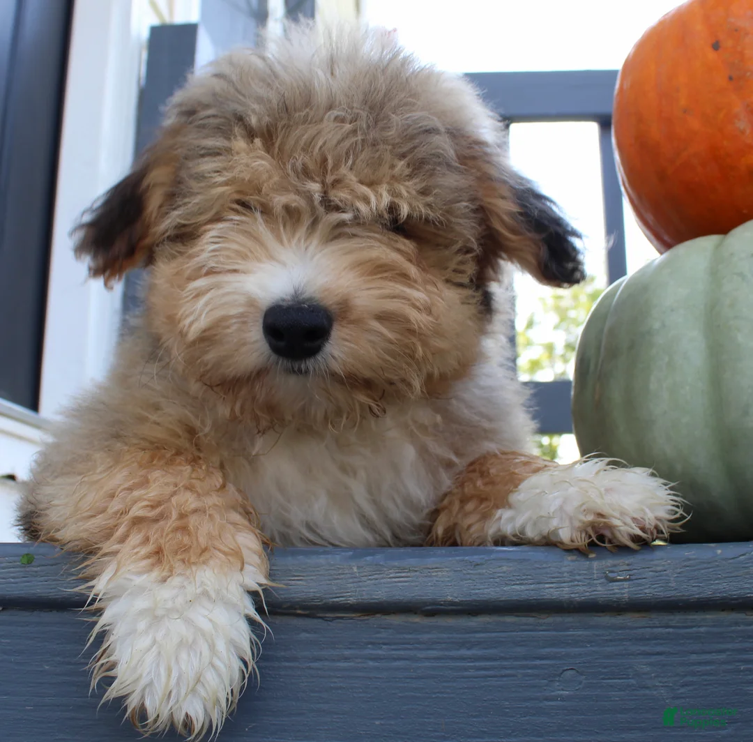 Mini Aussiedoodle dogs for sale: Drake - Ad 2