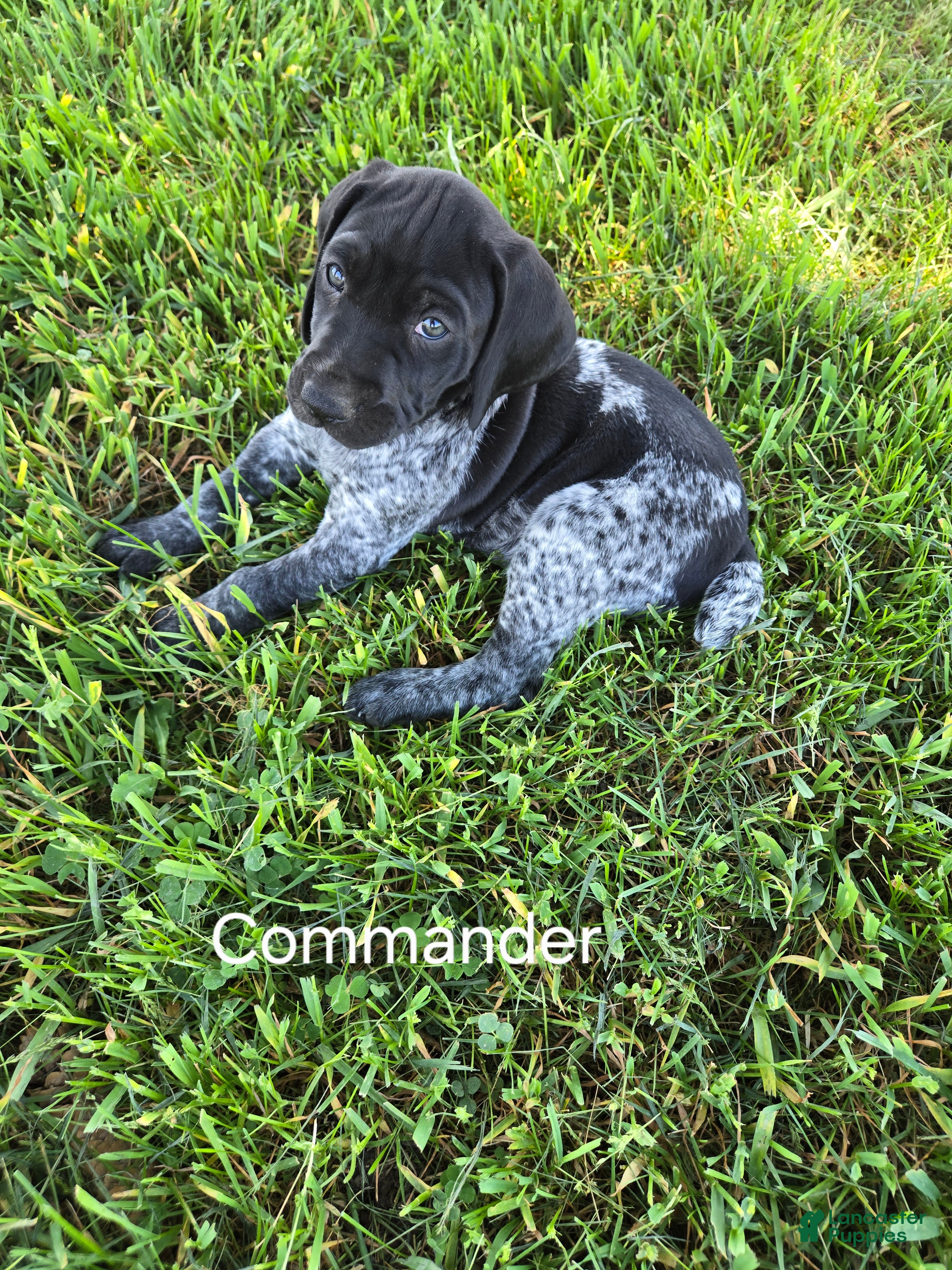 German Shorthaired Pointer dogs for sale: Commander  - Ad 3