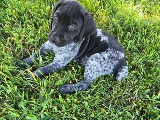 German Shorthaired Pointer dogs for sale: Commander - Ad 3