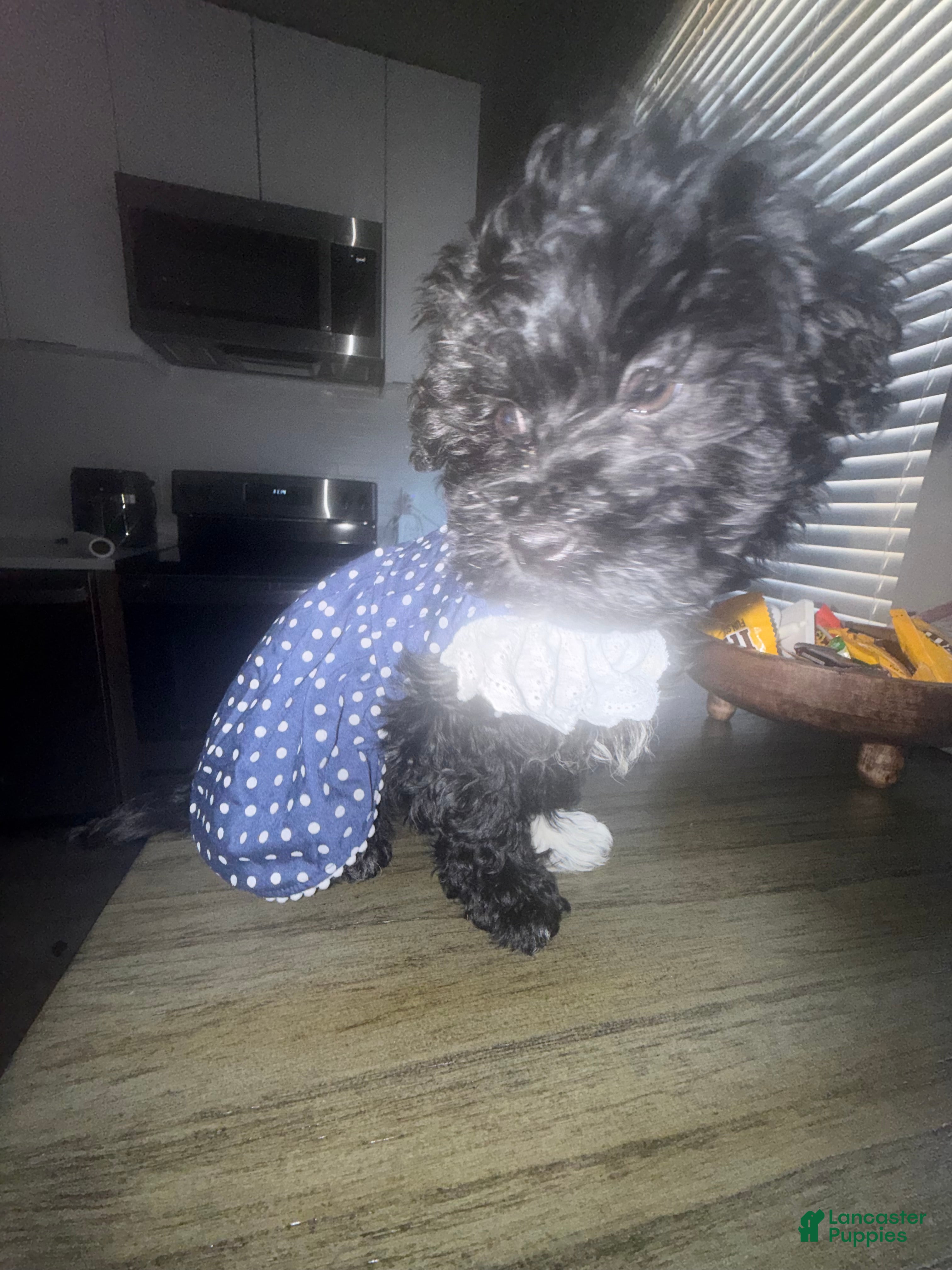 Havapoo dogs Havapoo Puppy 1 - Ad 1