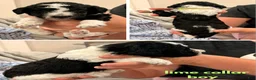Standard Poodle dogs for sale: Lime - Ad 6