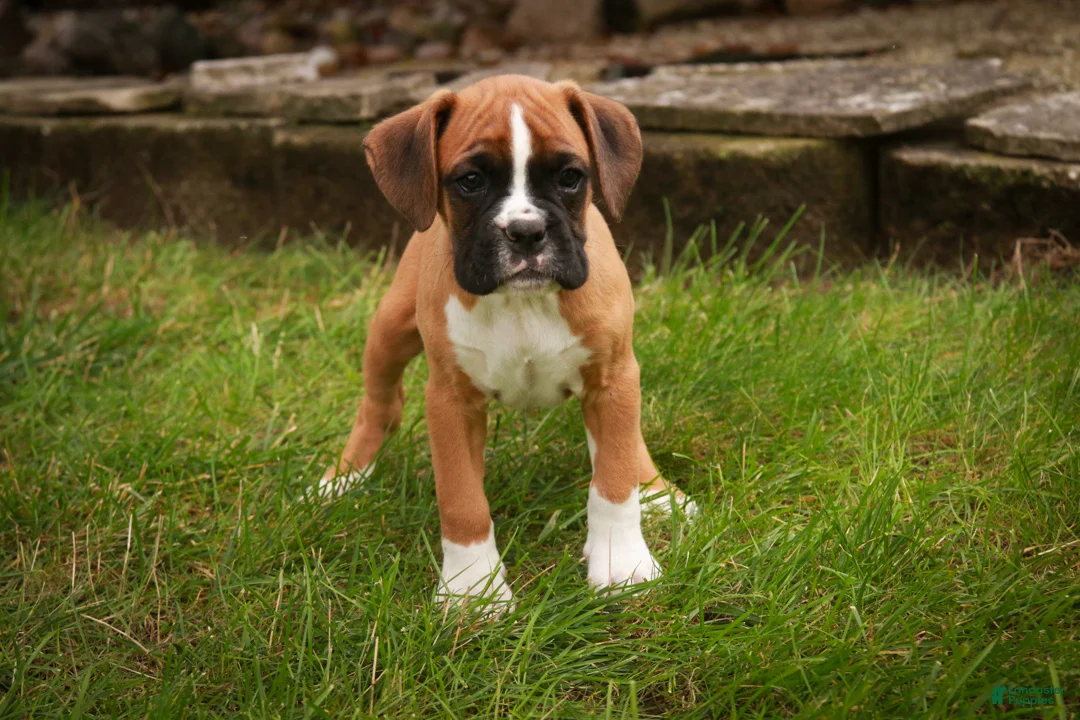 Boxer dogs for sale: Elam - Ad 1